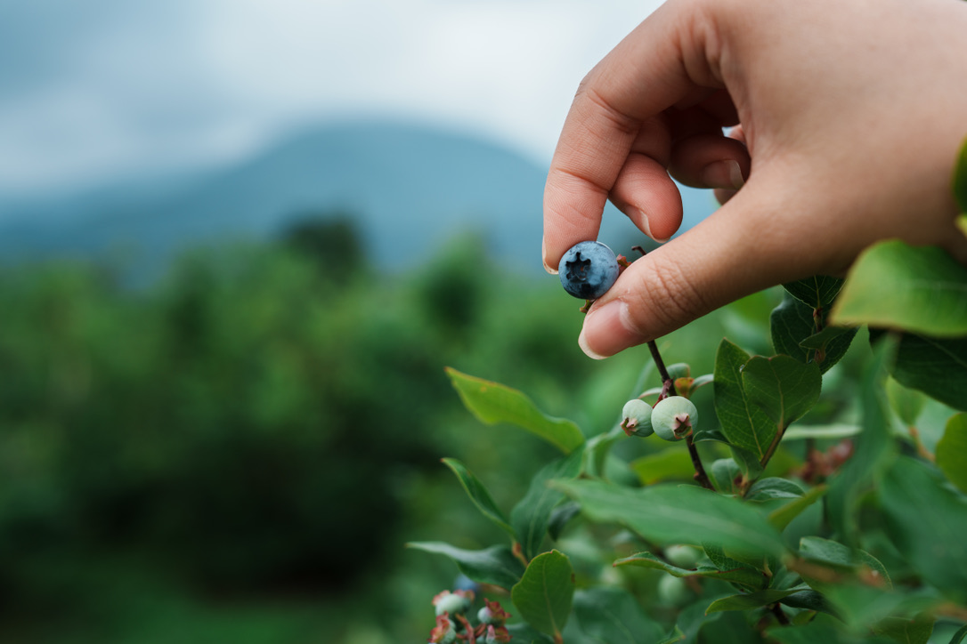 66B77D26-501E-491D-8BF8-F5197DE2954F_1_105_c Hand picking fresh pesticide-free blueberries at a Hakuba farm with mountain views in Nagano, Japan.