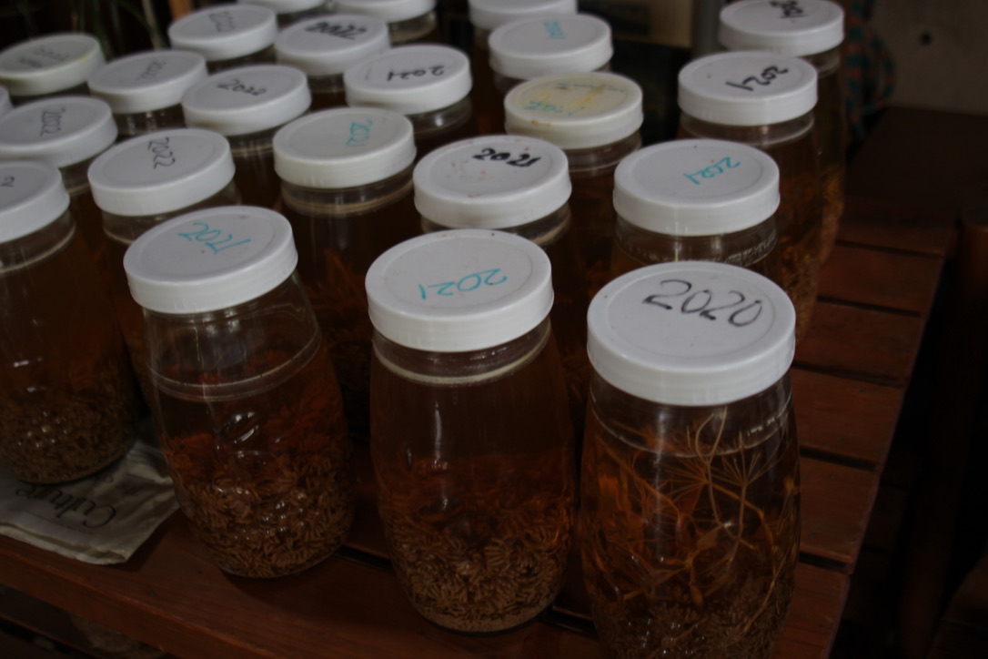 7427CBE7-3B2F-4734-A700-7E36A5D323AF_1_105_c Jars of house-fermented chili oil aging since 2020 and 2021, lined on a wooden shelf — slow-crafted artisanal condiment made in-house at a rustic Hakuba café known for its bold, homemade flavors.