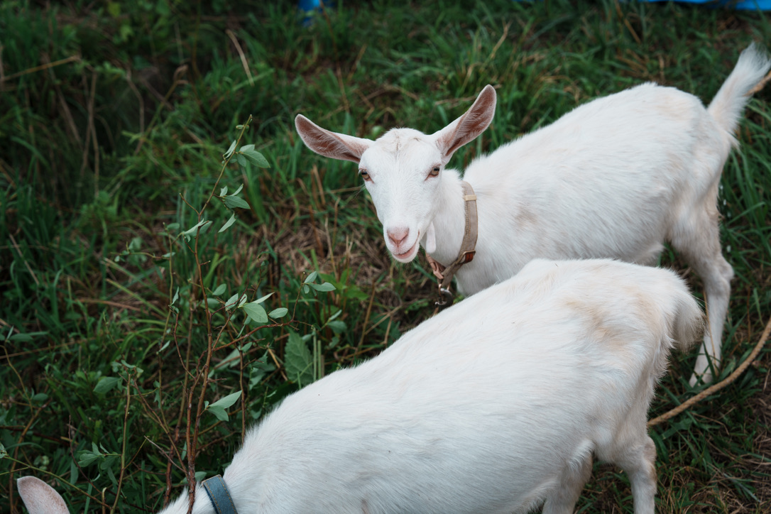 B3CB0062-C705-4EBC-A1A3-FAC262270F9A_1_105_c Friendly white goats at a Hakuba blueberry farm, a family-friendly summer activity in Nagano, Japan.