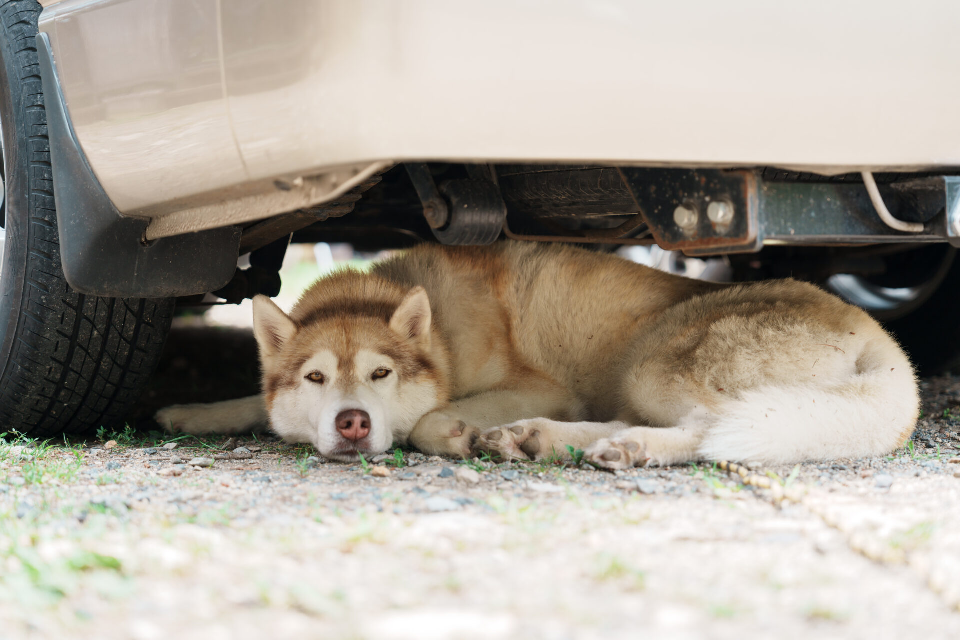 Husky dog resting under parked car in shade escaping Hakuba's summer heat