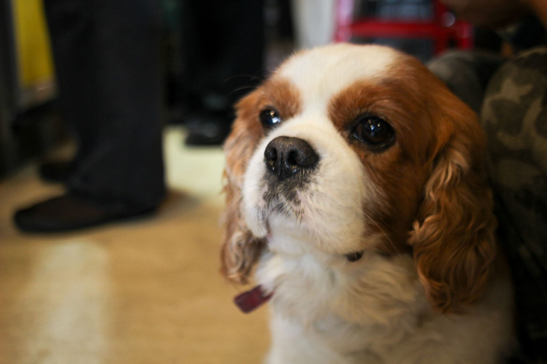IMG_2750 Cavalier King Charles Spaniel greeting guests inside Sounds Like Café Hakuba, adding to the cozy pet-friendly atmosphere.