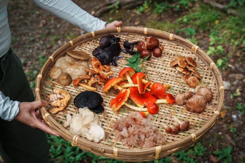 Variety of colourful mushrooms being displayed on a rattan tray.