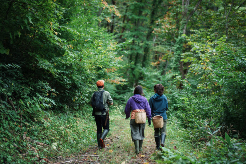 Guide and two women head into the Nagano forests in Otari to start mushroom picking.