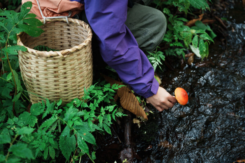 A hand holds a red mushroom over a spring in the forest of Nagano, Japan